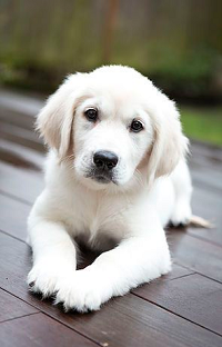 크림색 골든 리트리버 강아지